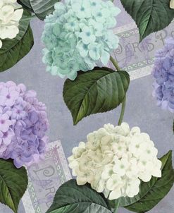 Hortensia Lavenders