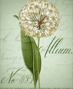 Allium II