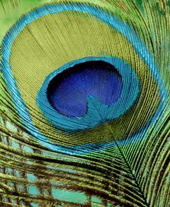 Peacock Candy V