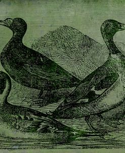 Mallards