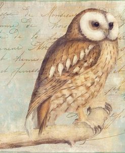 White-Faced Owl