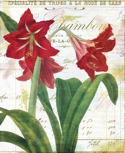 Peppermint Amaryllis