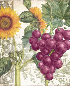 Dolcetto II