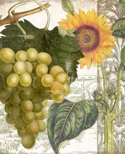 Dolcetto III