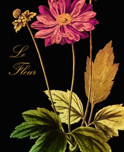 Anemone Japonica