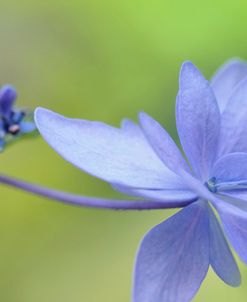 Blue Hydrangea