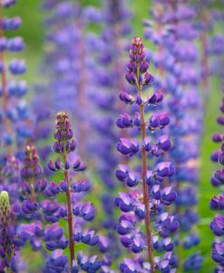 Blue Lupine Flowers