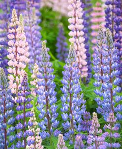 Blue Pink Lupine Field