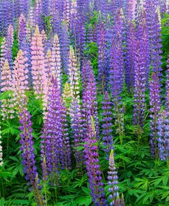 Blue Pink Lupine Flower Field