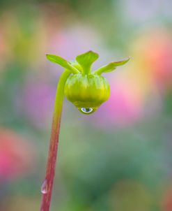 Dahlia Bud