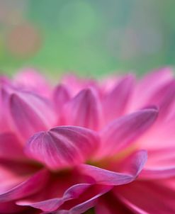 Dahlia Petals