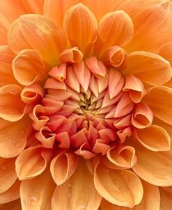 Orange Dahlia