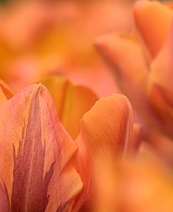 Orange Tulips