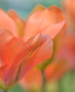 Orange Wings Tulips