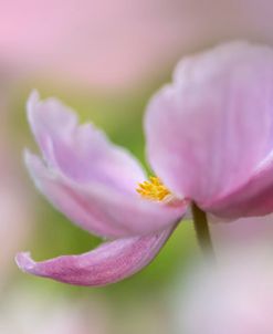 Pink Anemone