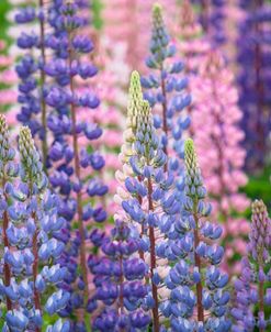 Blue Pink Lupine Flowers