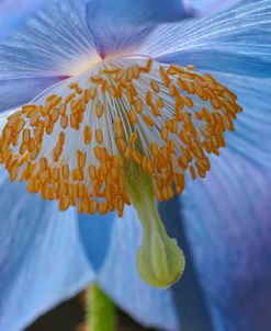 Blue Poppy