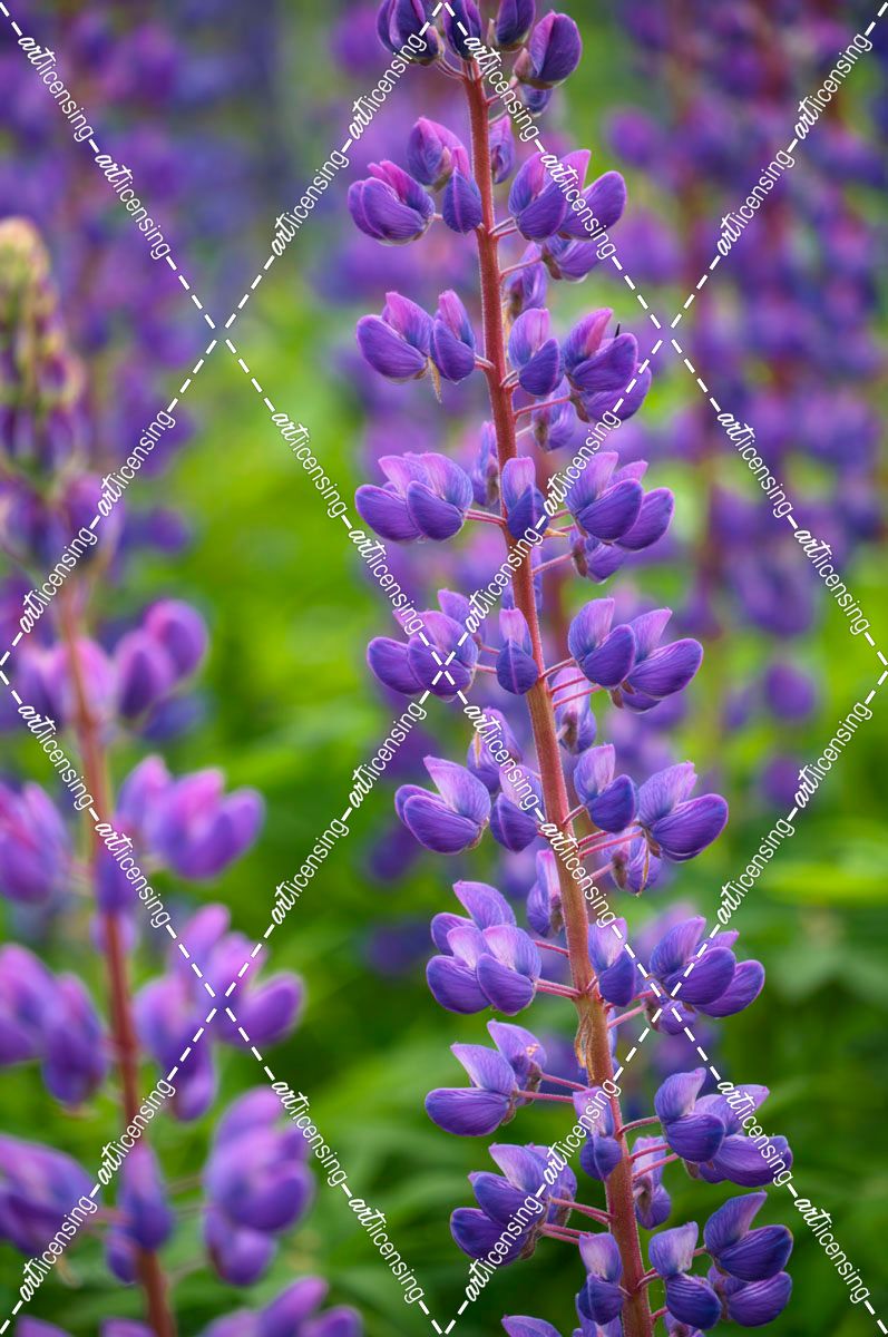 Blue Violet Lupine Flower