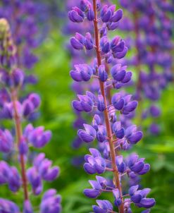 Blue Violet Lupine Flower