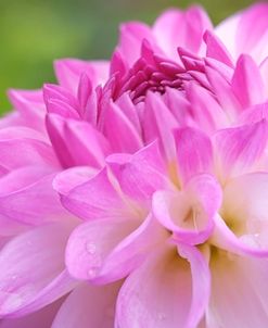 Cerise Pink Dahlia