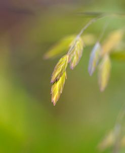 Sea Oats Grass