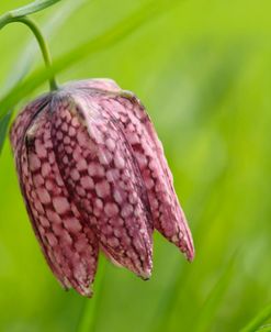 Snake’s Head Fritillary Flower