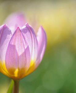 Tulip ‘Lilac Wonder’