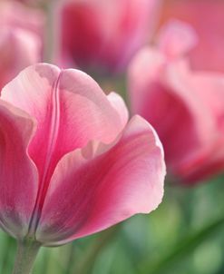 Tulip Mirella Pink