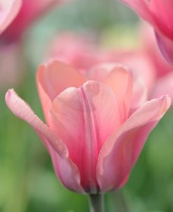 Tulip Mirella