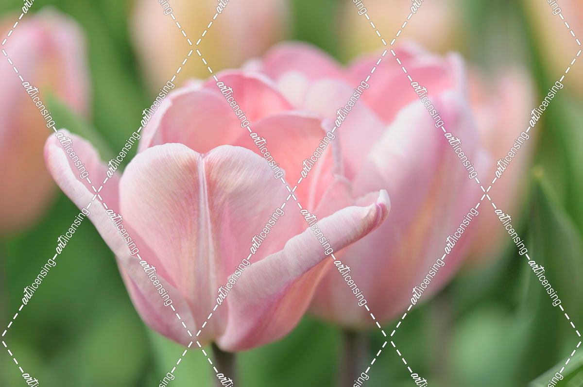 Pink Tulip Baronesse