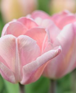 Pink Tulip Baronesse