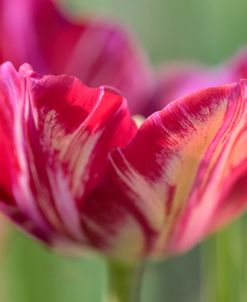 Rembrandt Inner Wheel Tulip