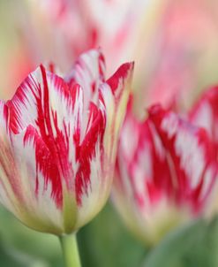 Rembrandt Silver Standard Tulip