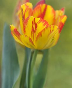 Rembrandt Tulip