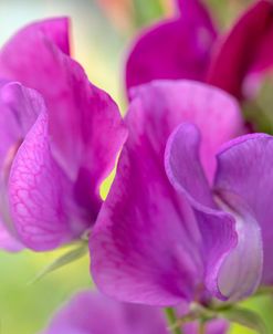 Two Sweet Pea Flowers