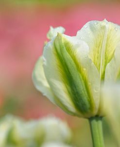 White and Green Tulip