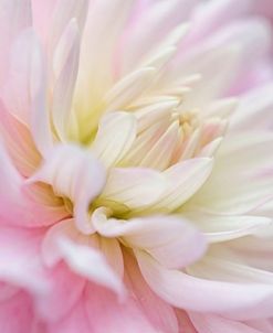 White and Pink Dahlia