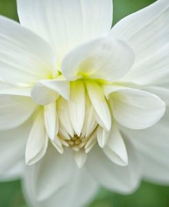 White Dahlia