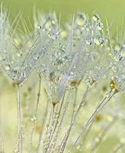 Dandelion Dew I