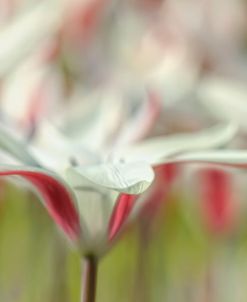 Tulipa Clusiana Cashmeriana