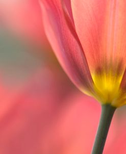 Tulipa Planifolia