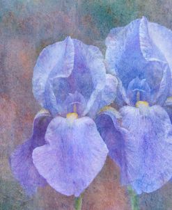 Iris Blue Rhythm