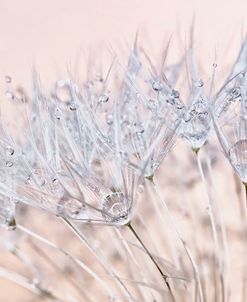 Dandelion Dew II