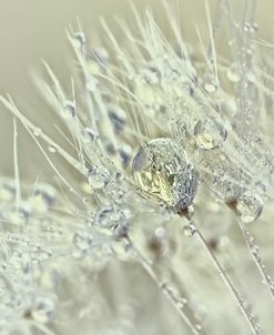 Dandelion Dew III