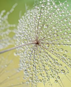 Dewy Dandelion