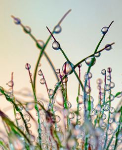 Dewy Grass