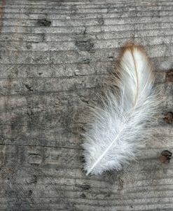 Feather on Rough Wood