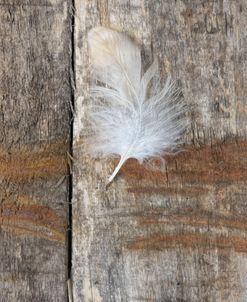 Feather on Wood I