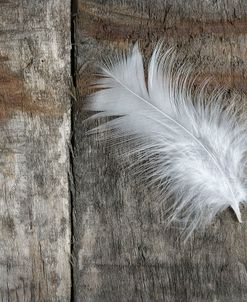 Feather on Wood II