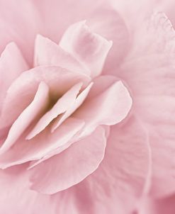 Begonia Flower